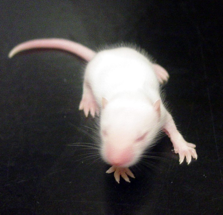 Photo of a mouse Sandra Orsulic UCLA mouse ovarian cancer models